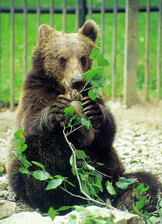 bear.jpg